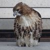 This Red-Tailed Hawk Was Rescued From Outside The U.S. Attorney's Building In Brooklyn